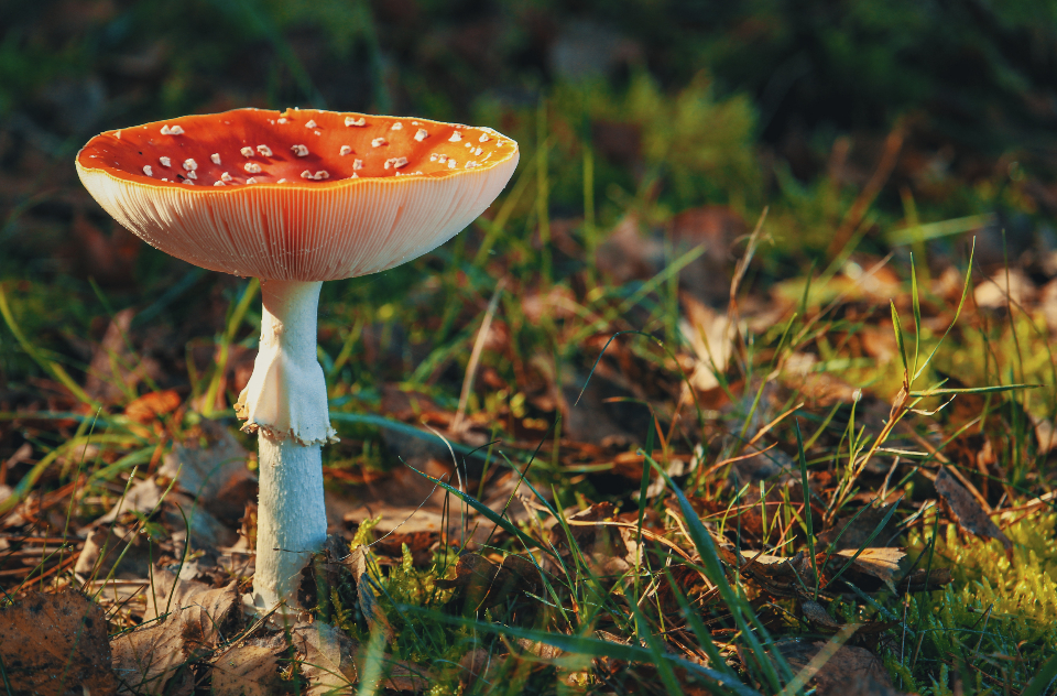 mushroom-red